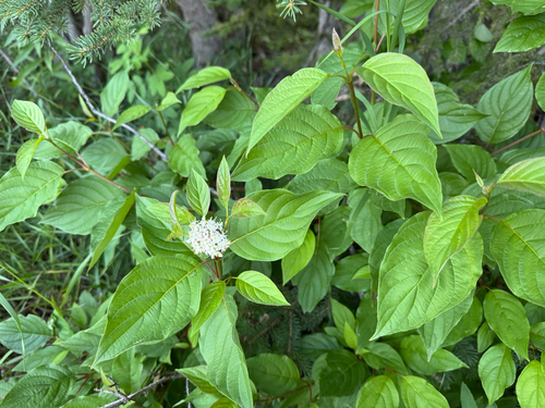 red osier dogwood