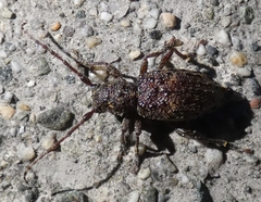 Plectrura spinicauda