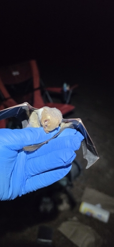 Eastern Red Bat observed by pennyflip