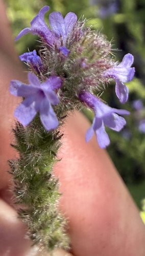 Verbena lasiostachys, photograph 5