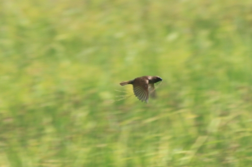Scaly-breasted Munia
