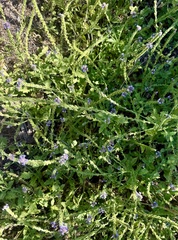 Verbena lasiostachys, photograph author not stated, no rights reserved