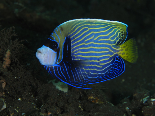 Emperor Angelfish, photo 4 of 10