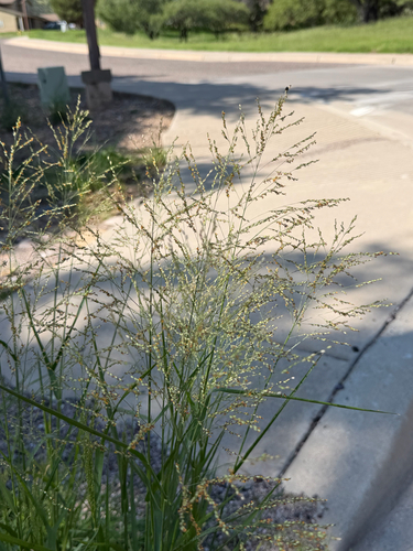Panicum coloratum, photograph 2