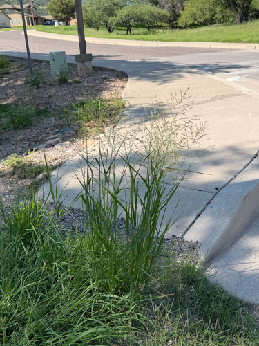 Panicum coloratum, photograph 3