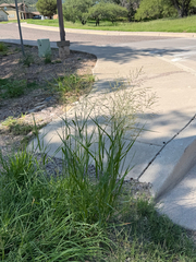 Panicum coloratum, photograph (c) CK2AZ, some rights reserved (CC BY)