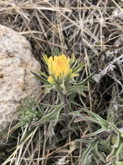 Castilleja flava flava