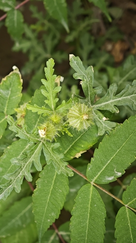 flower-of-an-hour