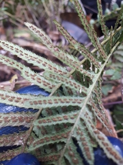 Blechnum parrisiae