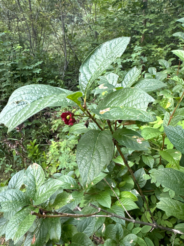 twinberry honeysuckle
