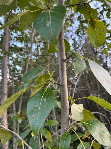 balsam poplar