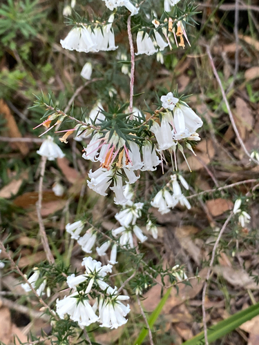 Common Heath
