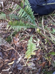 Blechnum parrisiae