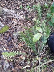Blechnum parrisiae