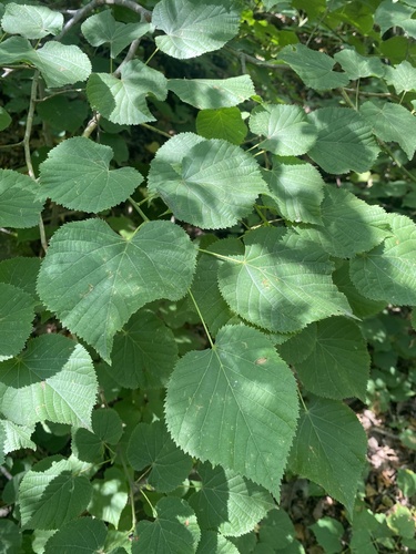 Tilia dasystyla
