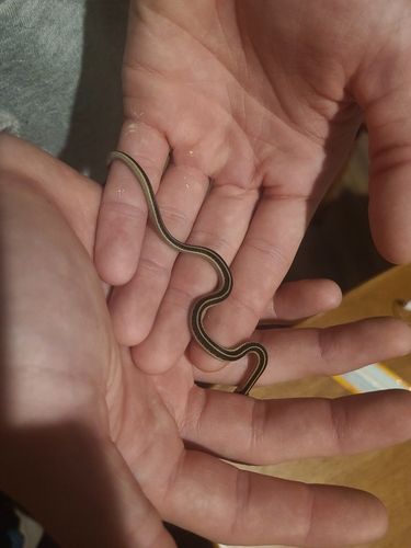 Common Garter Snake