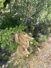 Colutea cilicica, photograph (c) Наталья Пикалова, some rights reserved (CC BY)