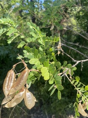 Colutea cilicica, photograph (c) Наталья Пикалова, some rights reserved (CC BY)