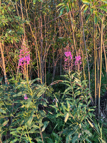 fireweed