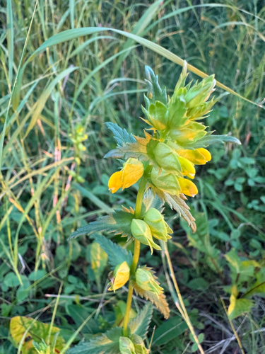 Little Yellow Rattle