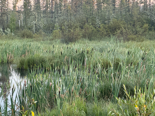 broadleaf cattail