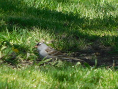 Zonotrichia leucophrys