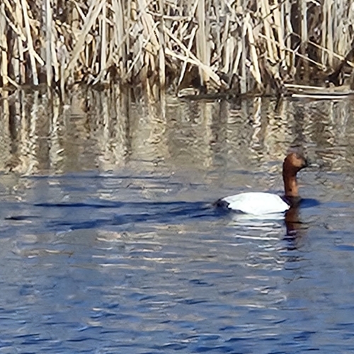 Canvasback