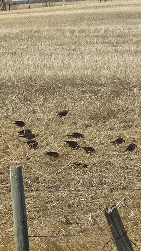 Yellow-headed Blackbird