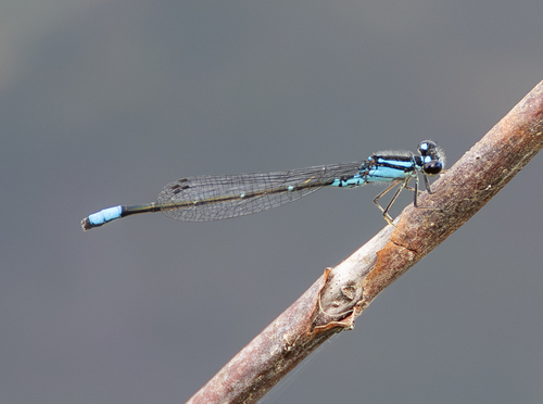 Skimming Bluet