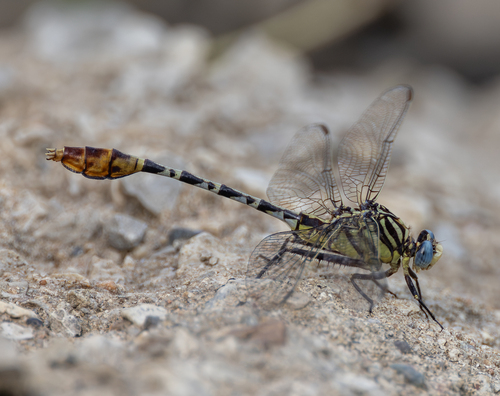 Flag-tailed Spinyleg