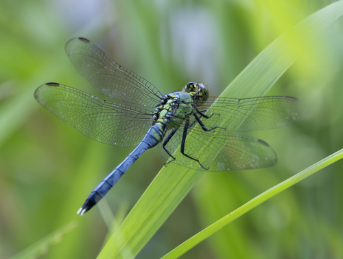Eastern Pondhawk