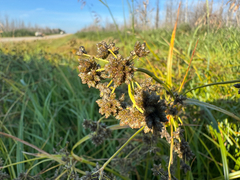 Scirpus microcarpus, photograph (c) Caleb Catto, some rights reserved (CC BY)