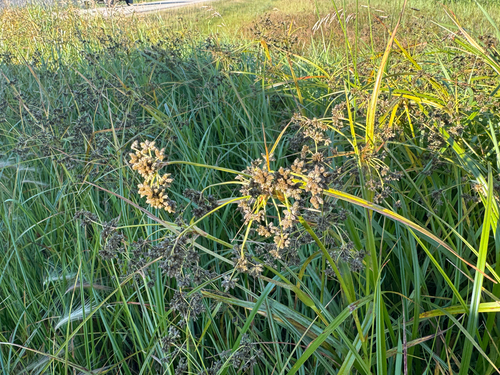 Scirpus microcarpus, photograph 6