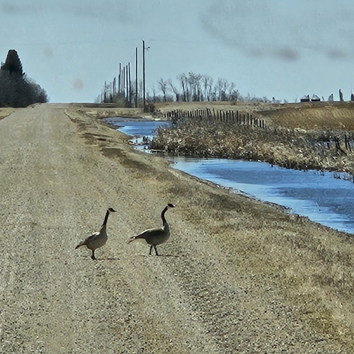 Canada Goose