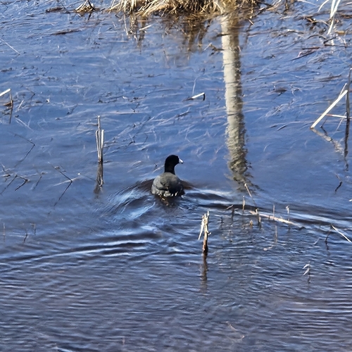 American Coot