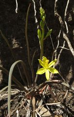 Bulbine vagans