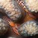 Snapping Shrimps - Photo (c) DavidR.808, some rights reserved (CC BY-NC), uploaded by David R