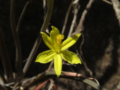 Bulbine vagans