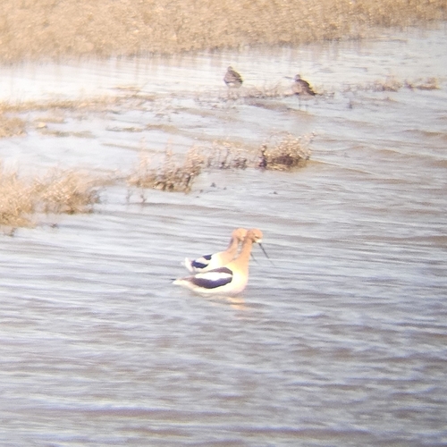 American Avocet