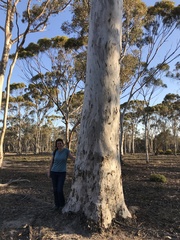 Eucalyptus salmonophloia