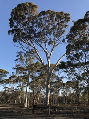 Eucalyptus salmonophloia