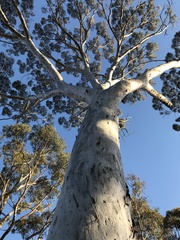 Eucalyptus salmonophloia
