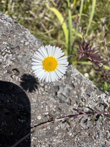 Erigeron karvinskianus observed 2026-08-11