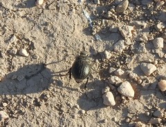 Phyllophaga cribrosa