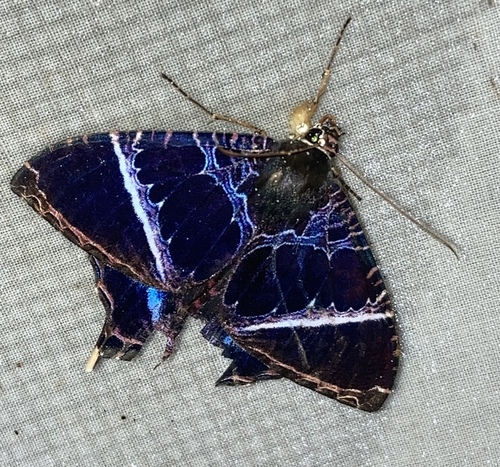 Coronidia orithea