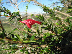 Graptophyllum excelsum