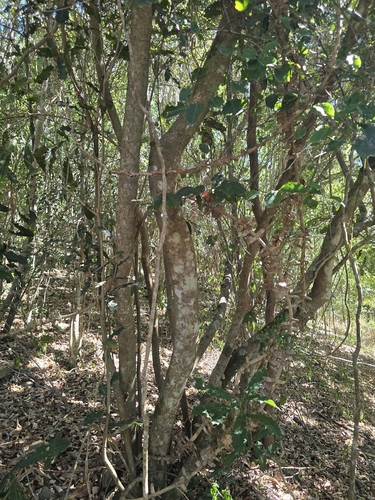 Macadamia Tree