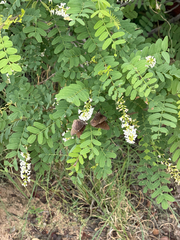 Eysenhardtia orthocarpa, photograph (c) CK2AZ, some rights reserved (CC BY)