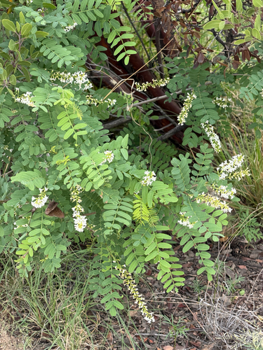 Eysenhardtia orthocarpa, photograph 4