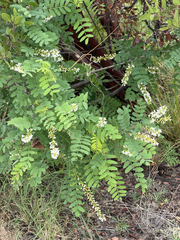 Eysenhardtia orthocarpa, photograph (c) CK2AZ, some rights reserved (CC BY)
